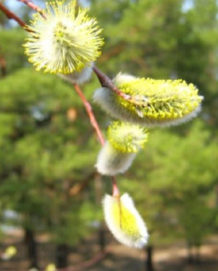 White Chestnut Fiori di Bach - Erboristeria Erbesalute Milano